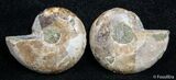 Inch Split Ammonite Pair #2675-1